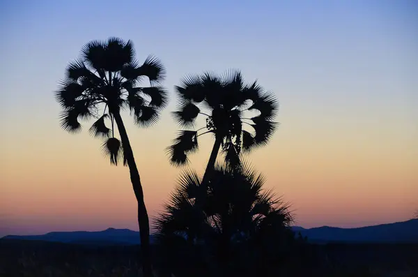 Gün batımında palmiye ağacının silueti