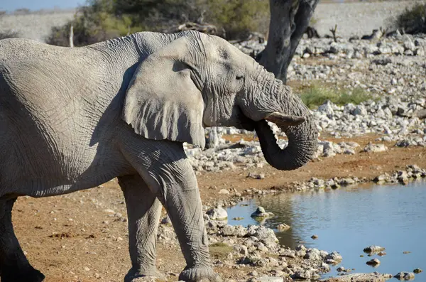 Bir Fil Namibya — Stok fotoğraf