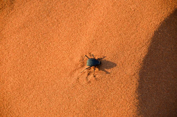 brown crab on a dune in the desert