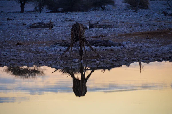 Etoşa Ulusal Parkı, Namibya 'da bir su birikintisinde kuruyan zürafa.