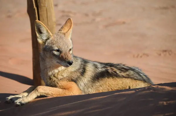 Çölde vahşi bir Afrikalı çakal.
