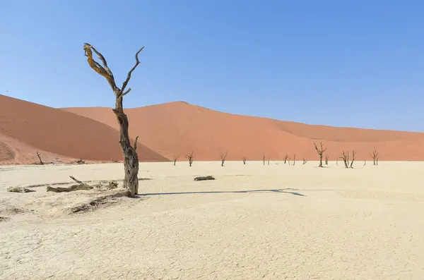 Geweldig Landschap Deadvlei Namib Woestijn Namibia Africa — Stockfoto