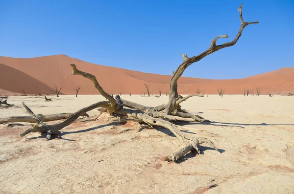 Sossusvlei Deki Ölü Ağaç Namib Çölü — Stok fotoğraf