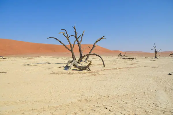 Namibia Namib Naukluft Nationaal Park Namibia Woestijn Met Bomen Duinen — Stockfoto