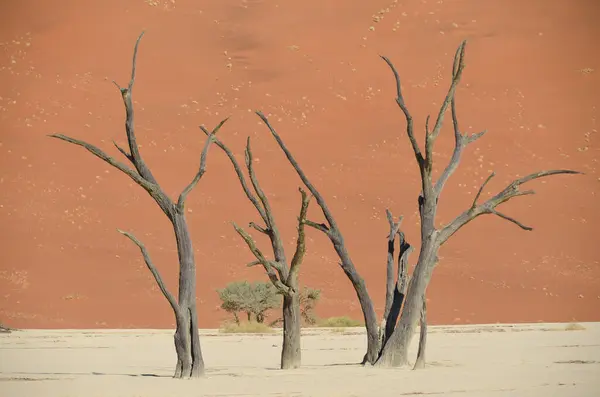Krásná Namibie Africe Mrtvé Stromy Poušti — Stock fotografie