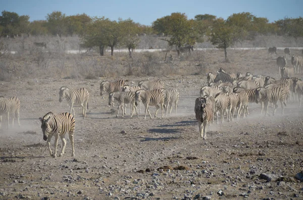 Namibya Daki Bozkırda Zebra Sürüsü — Stok fotoğraf