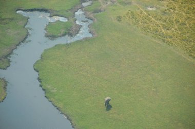 Bir fille Okavango Nehri 'nin havadan görünüşü