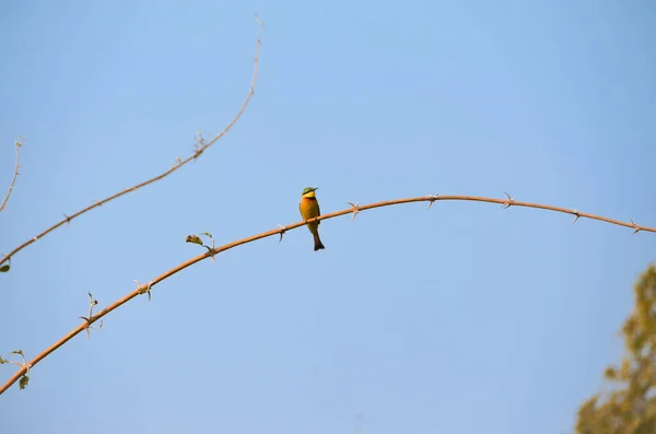 Желтая Птица Сидящая Ветке — стоковое фото
