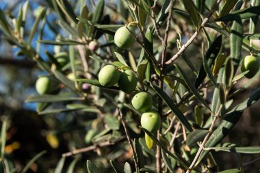 Ağaçta yeşil zeytin