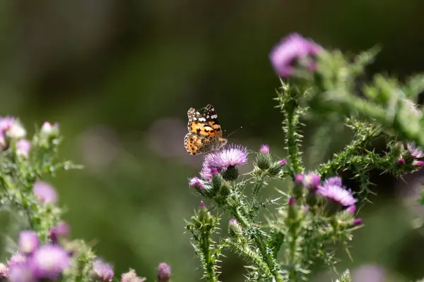 Bahçedeki bir çiçekte kelebek