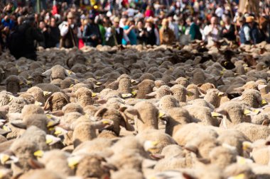 Madrid 'de bir çiftlikteki koyun sürüsü. Çöplük festivali sırasında.