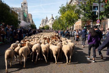 Madrid, İspanya 'daki koyunlar..