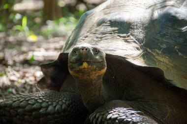 Hayvanat Bahçesi büyük kaplumbağa