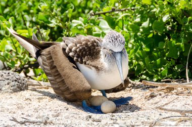 Galapagos pelikanı güneşli bir günde yuvasında
