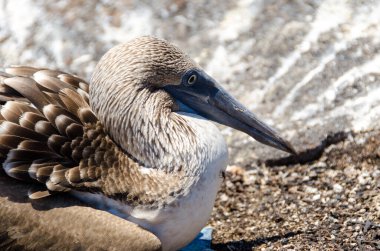 Galapagos adalarında mavi ayaklı sümsük kuşu, yakın plan. 