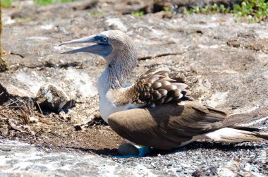 Galapagos Adaları, Ekvador 'da mavi ayaklı sümsük kuşu