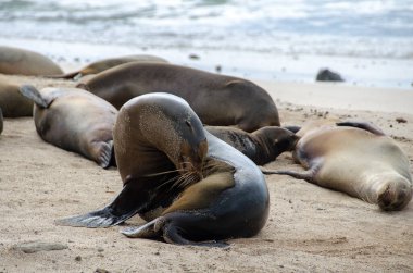 Galapagos adalarındaki sahilde deniz aslanları, Ekvador