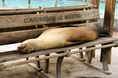 Deniz Aslanı, Ekvador 'daki Galapagos adalarında bir bankada uyuyor.