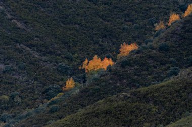 Renkli ağaçlarla dolu sonbahar manzarası