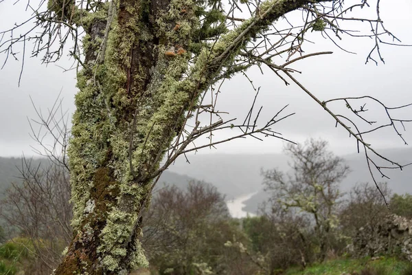 Ormandaki ağaç dalları, Flora