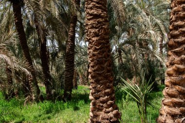 Çölde palmiye ağaçları, bahariya vahası, Mısır