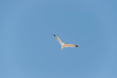 Martı denizin üzerinde uçuyor.