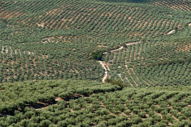 Dağlarda zeytin ağaçları,.