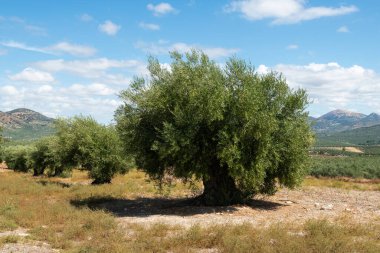 Ön planda zeytin ağaçları olan ağaç, arka planda zeytin ağaçları olan yeşil bir tarlanın arka planında.