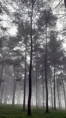 Ormanın güzel manzarası