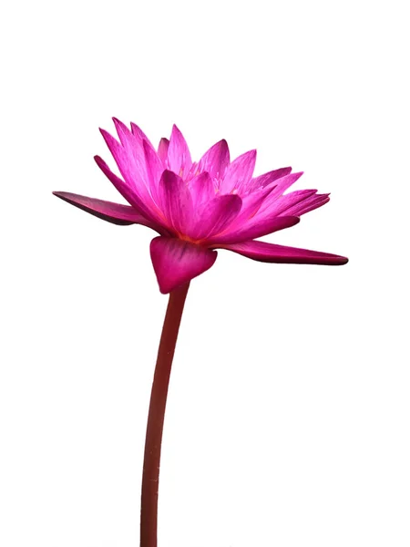 isolate  image : purple lotus flower isolated