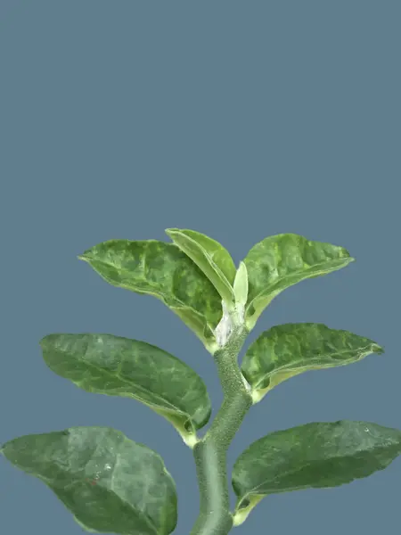 Resmi Izole Beyaz Arkaplandaki Yeşil Bitki — Stok fotoğraf