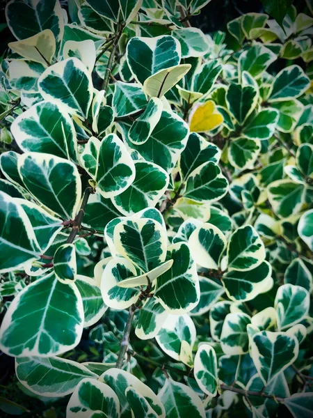 Schöne Grüne Blätter Hintergrund — Stockfoto