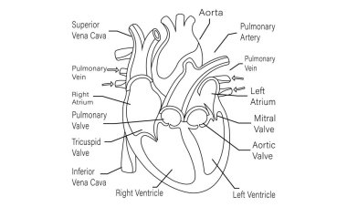 İnsan Kalbi Hücre Çizgisi Sanat Vektörü ve Çizim Tasarımı. İnsan Kalbi Anatomisi ve İnsan Hücre Çizgisi Sanat Tasarımı ve Yaratıcı Çocuklar.