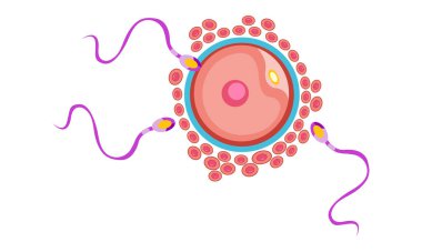 Adım adım sperm yumurtası ve zigot üreten hücre vektörü tasarımı ile döllenme işlemi,% 100 vektör çizimi tasarımı?