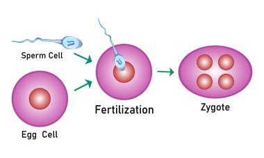Adım adım sperm yumurtası ve zigot üreten hücre vektörü tasarımı ile döllenme işlemi,% 100 vektör çizimi tasarımı?