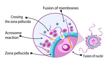 Adım adım sperm yumurtası ve zigot üreten hücre vektörü tasarımı ile döllenme işlemi,% 100 vektör çizimi tasarımı?