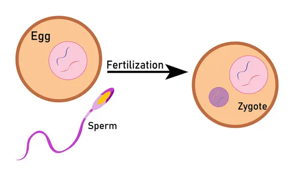 Adım adım sperm yumurtası ve zigot üreten hücre vektörü tasarımı ile döllenme işlemi,% 100 vektör çizimi tasarımı?