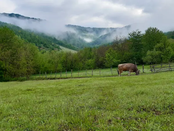 dağlar arka plan üzerinde inek