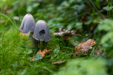Hollanda 'da bir sonbahar ormanında yeşil çimlerde mantarlar