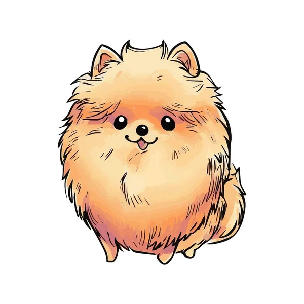 Köpek Resmi Pomeranian Çok Güzel — Stok fotoğraf