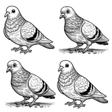 Güvercin resmi, genel kullanım resmi, ve çok güzel..