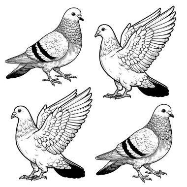 Güvercin resmi, genel kullanım resmi, ve çok güzel..