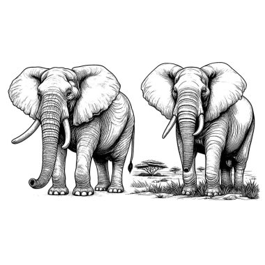 Fil resmi, genel kullanım resmi, ve çok güzel..