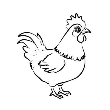 Tavuk resmi, genel kullanım resmi, ve çok güzel..