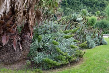 Yeşil çimenli bahçe, palmiye ağaçları, gezinti yolundaki portakal çiçekleri Bask ülkesindeki San Sebastian 'da La Concha plajı boyunca uzanır.