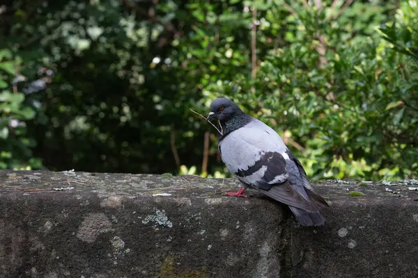 stock image Pigeon standing on a musky wall carrying a stick in the beak. Staring at the observer. In the background there are green brnches of some trees.