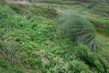 Büyük yeşil bir çalı Bilbao (İspanya) sineğinde rüzgar tarafından hareket ettirildi. Fotoğraf yağmurdan sonra çekildi..
