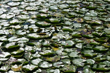 Güneş, zambak ve Slovenya 'daki bir gölün su yüzeyine yansıyor. Güneşli bir sonbahar günüdür..