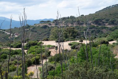 The landscape of cape cod in Capoliveri, with the famous iron mines of the island of Elba in the province of Livorno (Italy) clipart