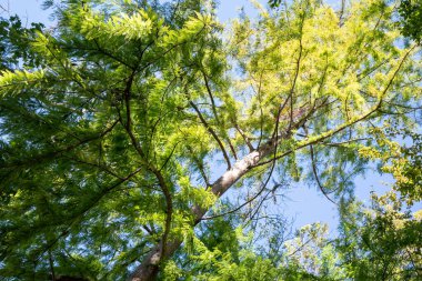 Canopy,branches and foliage of the tall cypress of the swamps, in latin Taxodium distichum, against the blue sky of an italian summer day clipart